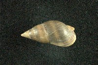 藏品(彈頭織紋螺)的圖片